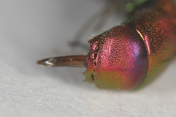 IMG_6825.jpg