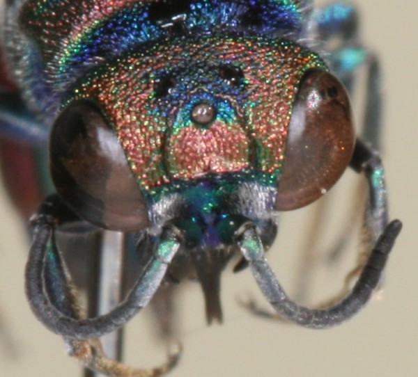 Chrysis taczanovskii.JPG