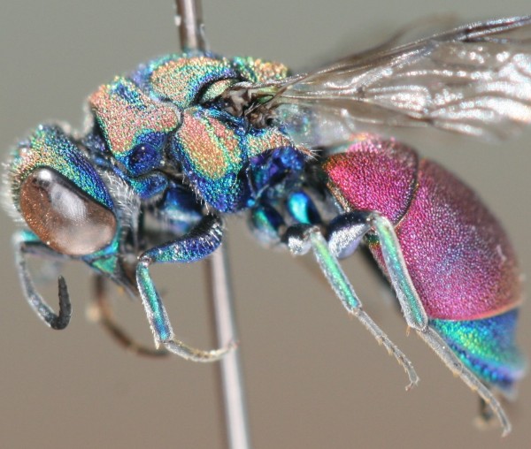 Chrysis lateral.JPG