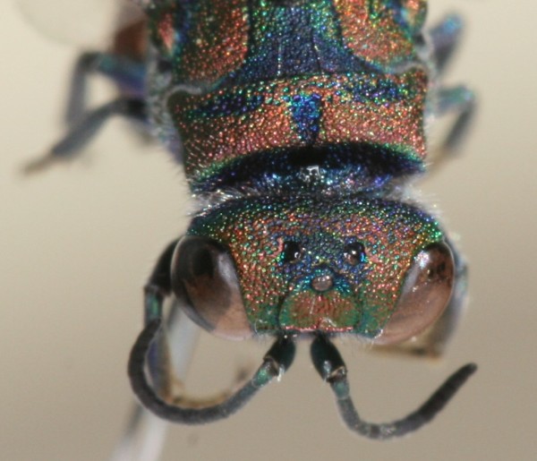 Chrysis taczanovskii head & pronotum.JPG