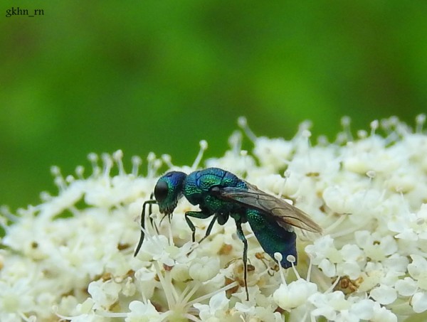 DSCN5230.JPG