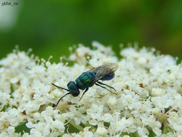 DSCN5232.JPG