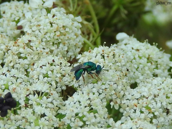 DSCN5233.JPG