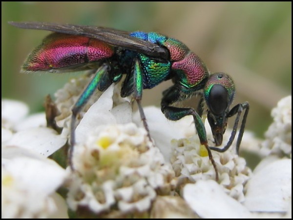 Hedychrum rutilans 28-7-16 1.jpg