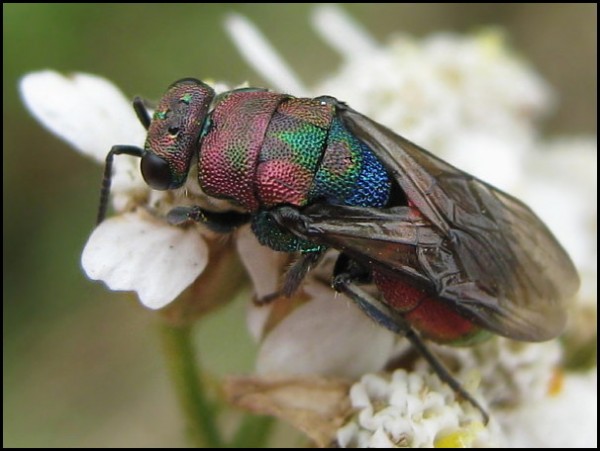 Hedychrum rutilans 28-7-16 1a.jpg