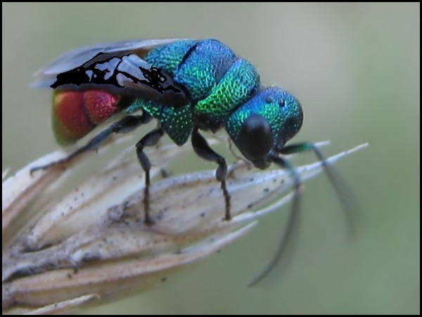 fly08.jpg