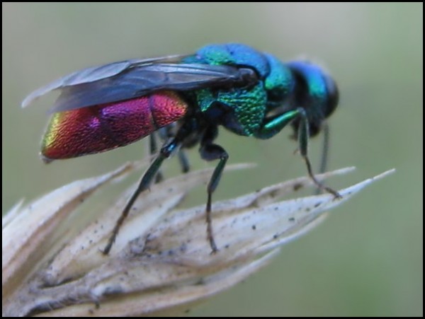 fly09.jpg