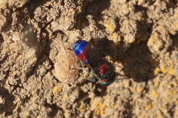 IMG_2074.jpg