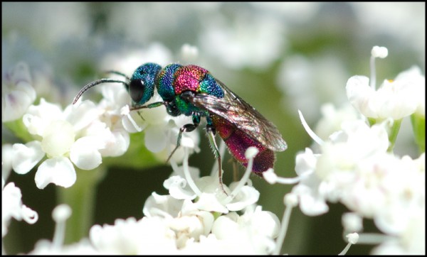 Chrysis_dospuntas_Trevelez_red.jpg