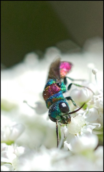 Chrysis_dospuntas_Trevelez_cara_red.jpg