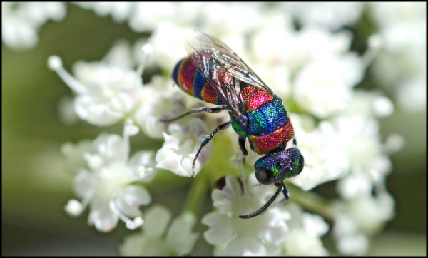 Chrysis_semicinta_Trevelez_dorso_red.jpg