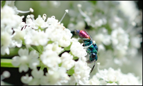 chrysis_splendidula_Trevelez_red.jpg