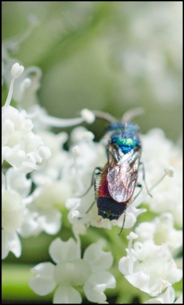 Chrysis_tergito_apical_azul_Trevelez_red.jpg