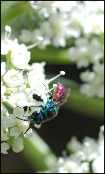 Chrysis_apice_azul_Trevelez_red.jpg