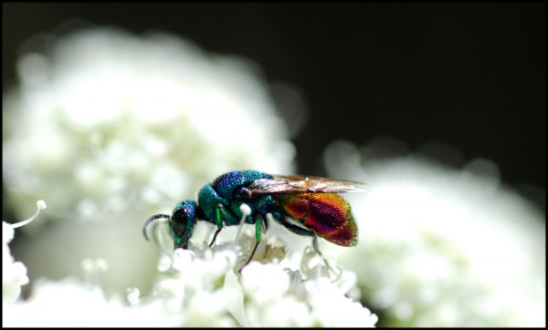 Chrysis_comparata_Trevelez_red_b.jpg