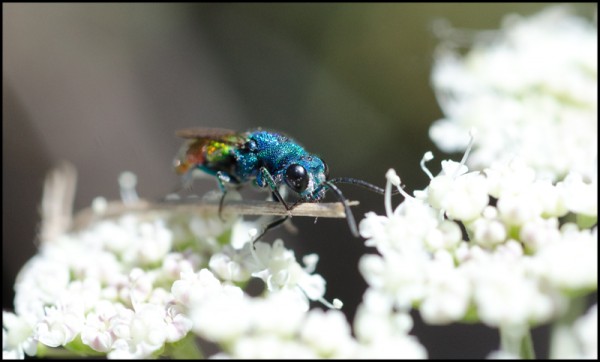 Chrysis_comparata_Trevelez_red.jpg