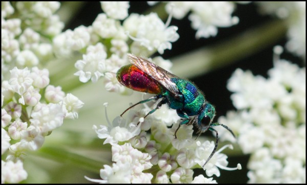 Chrysis_scutum_azul_Trevelez_red.jpg