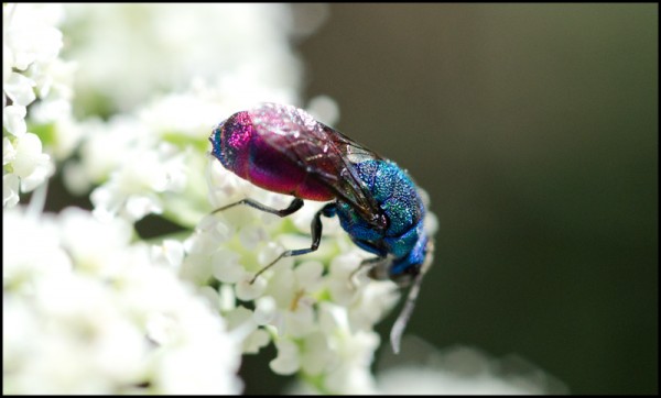 Chrysis_margen_apical_azul_Trevelez_margen_red.jpg