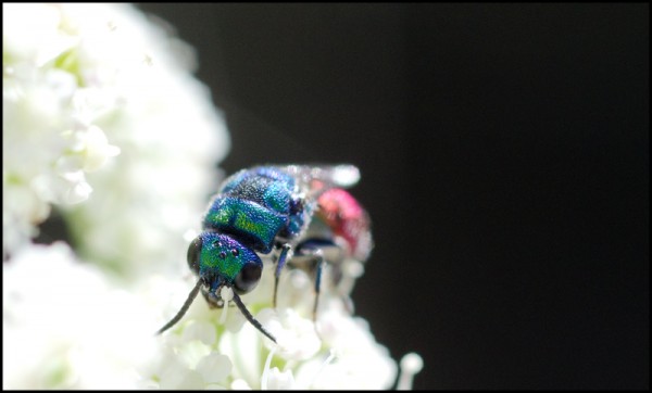 Chrysis_margen_apical_azul_Trevelez_cara_red.jpg