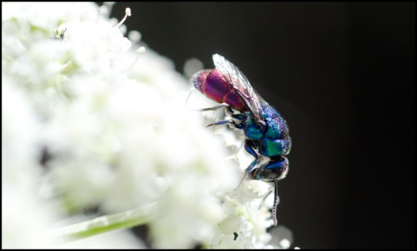 Chrysis_margen_apical_azul_Trevelez_red.jpg