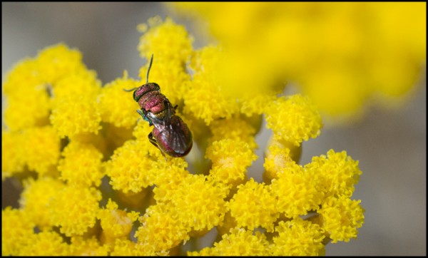 Holopyga_cobre_Trevelez_red.jpg