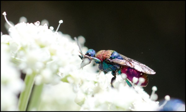 Chrysura_dichroa_Trevelez_red.jpg