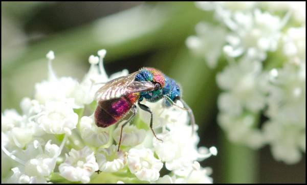 Chrysis_tristicula_Trevelez_red.jpg