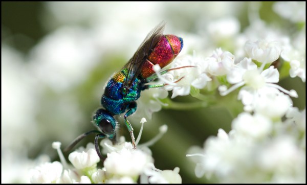 chrysura_Trevelez_red.jpg