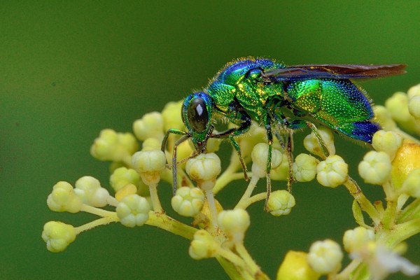 _DSC4135 Stilbum cyanurum.jpg