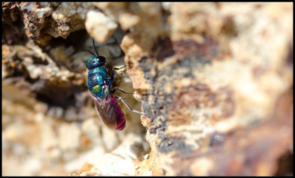 Chrysis_Tunisia_red.jpg