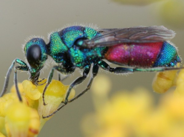 Chrysis habitus - 01.JPG