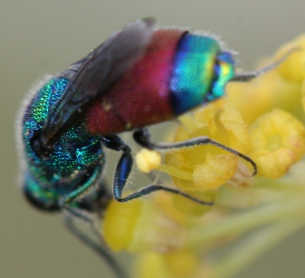 Chrysis tail 01.JPG