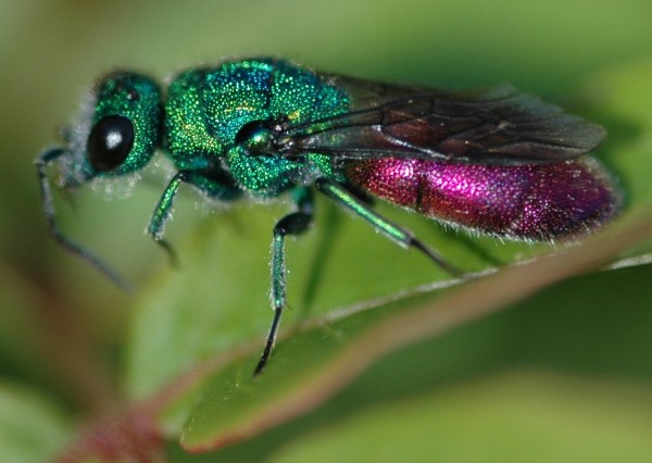 Chrysura sp from Corfu.JPG