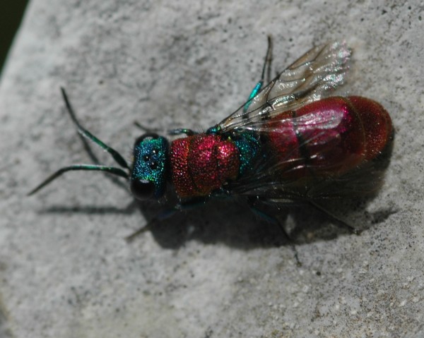 Corfu chrysid 1 13-05-2016 (2).JPG