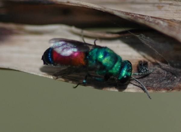 Unknown chrysid 3 14-05-2015 (2).JPG
