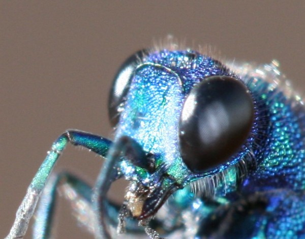 Chrysis brow ridge and facial cavity.JPG