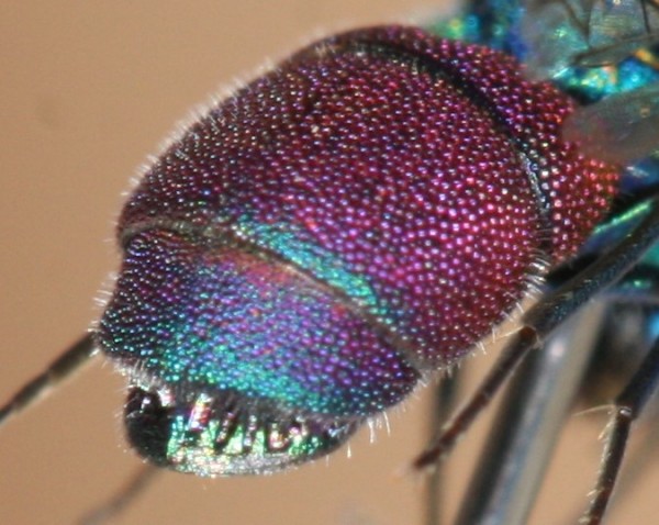 Chrysis abdomen.JPG