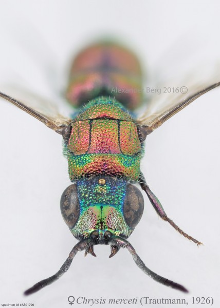 Chrysis merceti F Spain AB01790 head copy.jpg