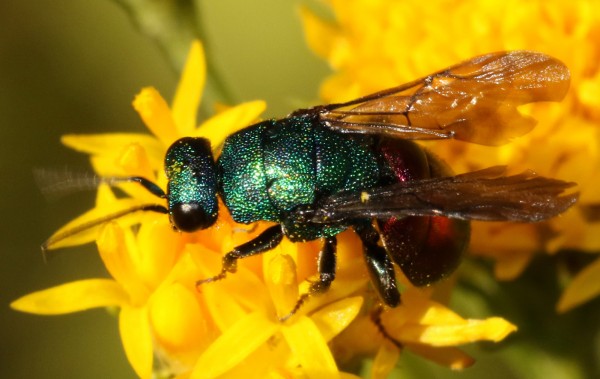 Pseudomalus auratus ou triangulifer 2016-09-09 1.jpg