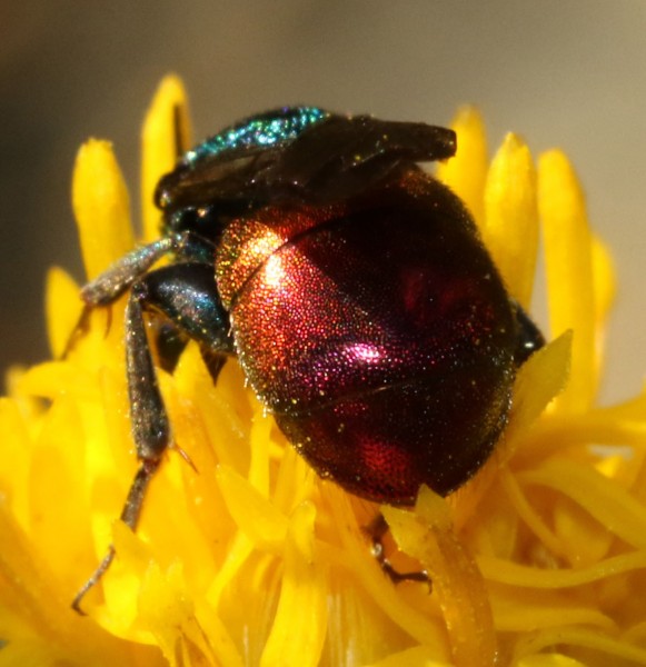 Pseudomalus auratus ou triangulifer 2016-09-09 2.jpg