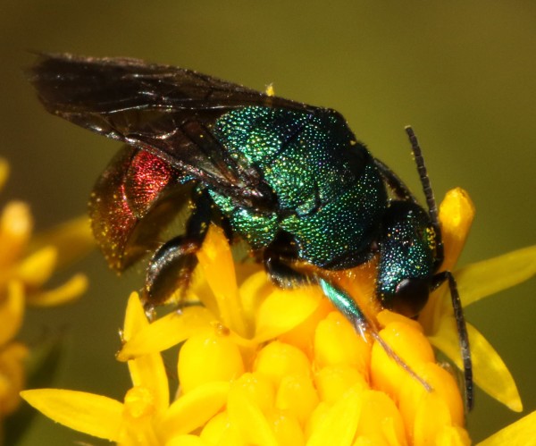 Pseudomalus auratus ou triangulifer 2016-09-09 3.jpg