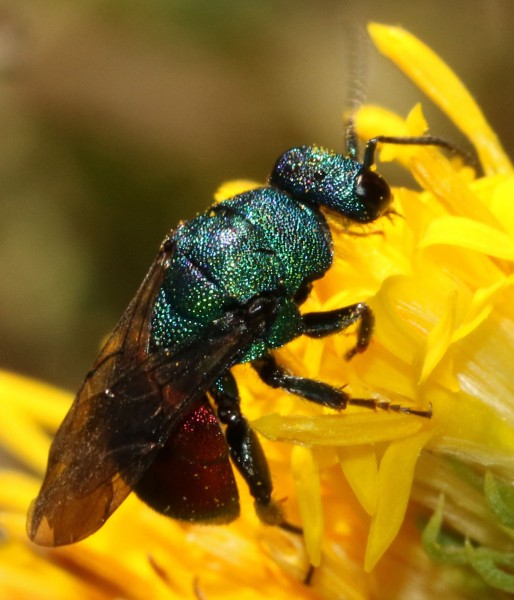 Pseudomalus auratus ou triangulifer 2016-09-09 Falize 4.jpg