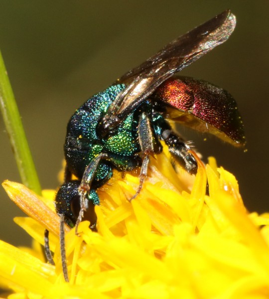 Pseudomalus auratus ou triangulifer 2016-09-09 Falize 5.jpg