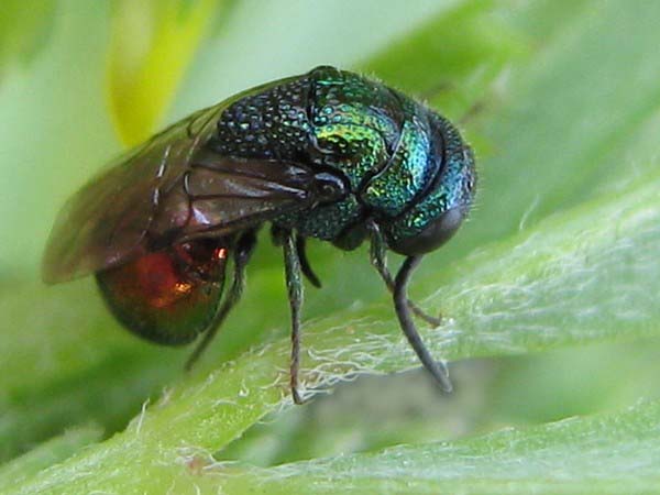 fly10-4-16a.jpg