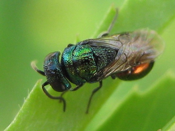 fly10-4-16b1.jpg