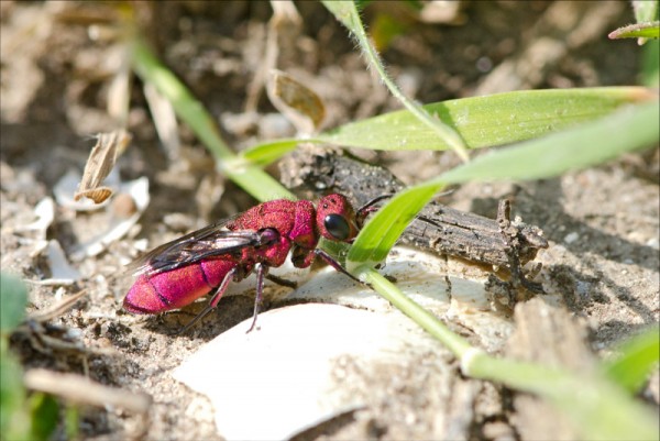 Chrysura_red_Tunisia_red.jpg