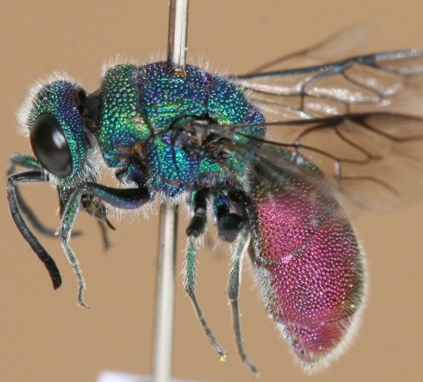 Chrysis sexdentatum habitus.JPG