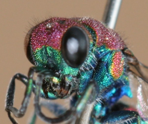 Chrysura sp face.JPG