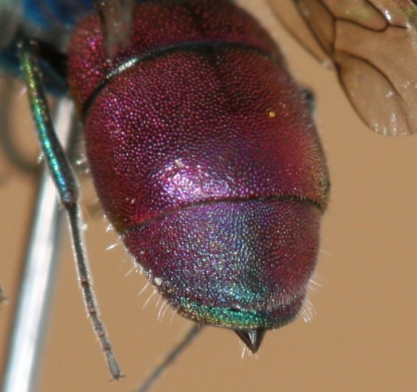 Chrysura sp T3.JPG