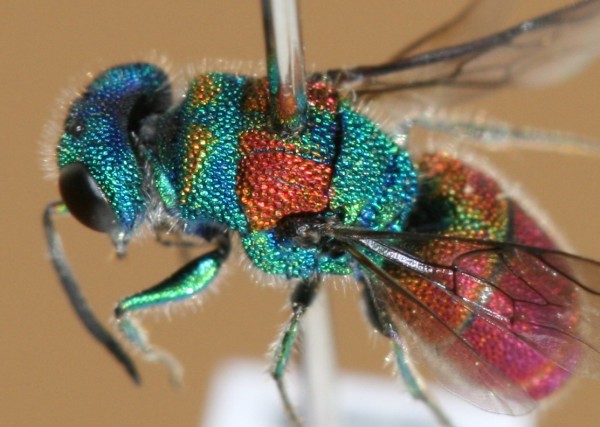 Chrysis dorso-lateral.JPG
